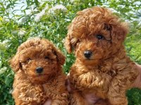 ORJİNAL IRK GARANTİLİ TOY POODLE 