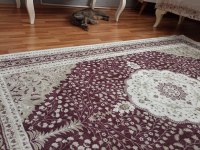 Yeni yuvasını arıyor british shorthair