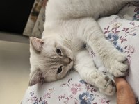 BIRBIRINDEN AYIRMAMAK ŞARTI ILE KEDİLER
