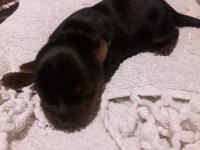 Yorkshire terrier bebekler