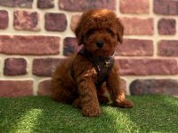 Safkan red brown toy poodle yavrular