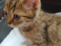 Ücretsiz kedi sahiplendirme