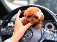 Show Düzey A Kali̇te Toy Poodle Yavrumuz