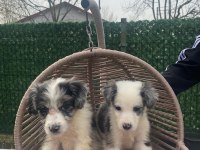 Zeka küpü border collie