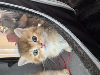 Ny12 yavru british longhair sarı renkli