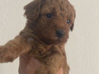 Toy poodle köpeğimiz