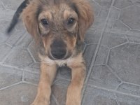Köpeğimiz GÜNEŞ için güzel bir yuva