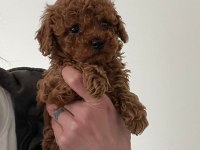 A kalite red brown poodle yavrular
