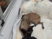 A kalite malinois siyah sevenlere