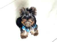 Evimizin Akıllı Şekeri Yorkshire Terrier