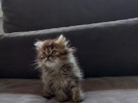 Orjinal British longhair yavrular