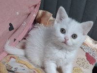 Yeni Yuvasına Hazır British Shorthair