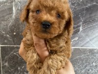 Orjinal minyatür toy poodle yavrular 