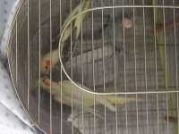 Kuluçka Geçirmiş Çift Sultan Papağanı