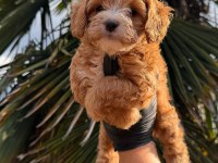 Kore Maltipoo 
