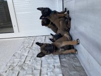 Orjinal Malinois Yavrular