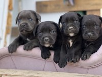 Cane Corso yavrular