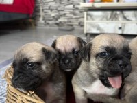 PUG BEBEKLER KAÇMAZ