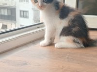 Ücretsiz dişi scottish fold kedimiz