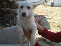 Köpeğimiz bahçede bakılabilir