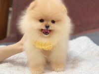 Ayıcık Yüzlü Pomeranian Boo