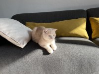 Cream scottish fold cinsi yavrumuza aile arıyoruz.