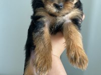 Yorkshire terrier köpeğimize yuva arıyoruz