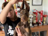 Europan FCı federasyonlu doberman yavruları