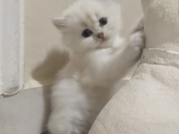 Safkan british shorthair yavrular