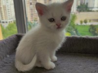 Yavru cins kedi uygun puanlı