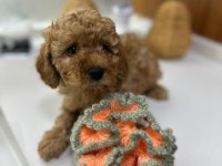 3 AYLIK 1 DİŞİ VE 2 ERKEK POODLE