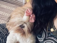 Shih-tzu dişi