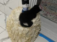 Siyah british shorthair