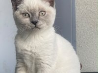 Dişi blue point british shorthair