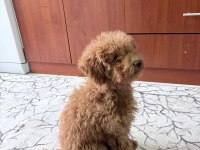 Sevimli Poodle Köpekler
