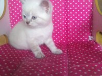 Teslime hazır british shorthair yavrularım