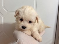 Özenle Büyütülen Maltipoo Yavrularımız 