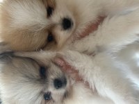 50 günlük pomeranian dişiler