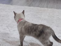 British shorthair 22 aylik MİSİVA kızımıza yeni yuva