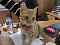 ÇOK UYSAL TEKİR KEDİM