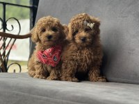 Toy Poodle Yavruları