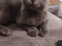 1 yaşında erkek çiftleştirme ilanı scottish fold