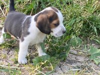 Sevimli beagle yavrulari