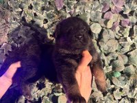 Ruhsatlı çiftlikten A kalite alman çoban köpeği