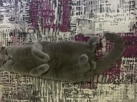 Scottish fold kısır tüm aşıları tam ücretsiz