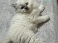 2 AYLIK BRİTİSH VE SCOTTİSH BLUEPOİNT SHORTHAİR YAVRULAR