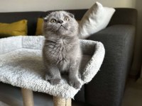 Sıfır kulak Scottish fold cinsi yavrumuza aile arıyoruz