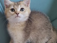 Golden british shorthair yavrular