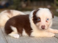 Border collie a kalite yavrularımız