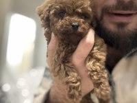 Orijinal toy poodle bebekler